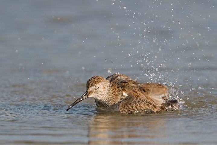 Wiesenstrandlufer Calidris minutilla Least sandpiper
